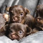 Madonna's Litter Of Four Chocolate Yorkshire Terrier Puppies a litter of four chocolate Yorkshire Terrier Puppies
