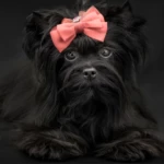 Colour Me In Onyx Black Gem All-Black Yorkshire Terrier