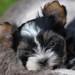 Colour Me In Vinca Of My Heart