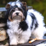 Colour Me In Razzmatazz