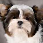 Colour Me In Rabbie Burns