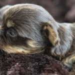 Chocolate Yorkshire Terrier Puppies