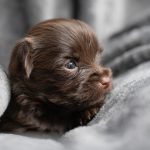 Chocolate Yorkshire Terrier Puppies