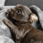 Chocolate Yorkshire Terrier Puppies