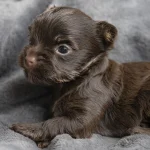 Chocolate Yorkshire Terrier Puppies