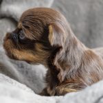 Chocolate Yorkshire Terrier Puppies