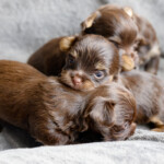Chocolate Yorkshire Terrier Puppies