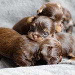 Chocolate Yorkshire Terrier Puppies