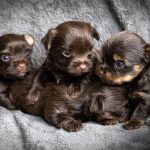 Chocolate Yorkshire Terrier Puppies