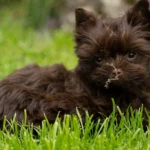 Colour Me In Tatiana