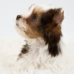 Chocolate White Parti Colourful Yorkshire Terrier Puppy