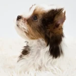 Chocolate White Parti Colourful Yorkshire Terrier Puppy