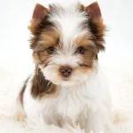 Biro Yorkshire Terrier Colour Me In Urselina