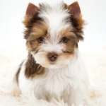 Biro Yorkshire Terrier Colour Me In Urselina