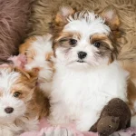 Red & White Sable Puppies