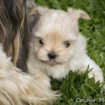 Golddust Yorkshire Terrier Puppy Colour Me In Cisco