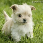 Golddust Yorkshire Terrier Puppy Colour Me In Cisco