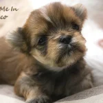 Red Ocean Pearl Colourful Yorkshire Terrier Colour Me In Chico